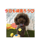トイプードルちむの日常。（個別スタンプ：14）