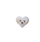 もふもふトイプードル♡（個別スタンプ：10）