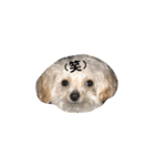 もふもふトイプードル♡（個別スタンプ：13）