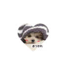 もふもふトイプードル♡（個別スタンプ：16）