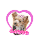 かわいい挨拶スタンプ〜ロコ＆マアシャ〜（個別スタンプ：2）