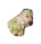 ほのぼのくーちゃん（個別スタンプ：3）