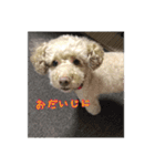 ほのぼのくーちゃん（個別スタンプ：17）