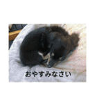 心愛とショコラそして仲間達（個別スタンプ：1）