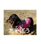 心愛とショコラそして仲間達（個別スタンプ：4）