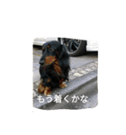 心愛とショコラそして仲間達（個別スタンプ：9）