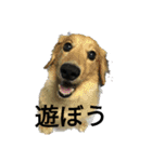 心愛とショコラそして仲間達（個別スタンプ：13）