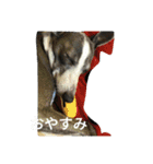 心愛とショコラそして仲間達（個別スタンプ：19）