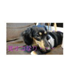 心愛とショコラそして仲間達（個別スタンプ：20）