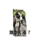 心愛とショコラそして仲間達（個別スタンプ：21）