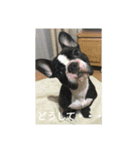 心愛とショコラそして仲間達（個別スタンプ：22）