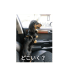 心愛とショコラそして仲間達（個別スタンプ：23）