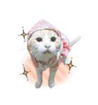 ちゃしろ猫ミャアーのスタンプ(文字無し版)（個別スタンプ：1）