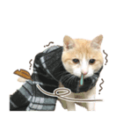 ちゃしろ猫ミャアーのスタンプ(文字無し版)（個別スタンプ：4）