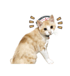 ちゃしろ猫ミャアーのスタンプ(文字無し版)（個別スタンプ：5）