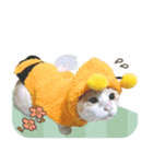 ちゃしろ猫ミャアーのスタンプ(文字無し版)（個別スタンプ：6）