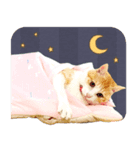 ちゃしろ猫ミャアーのスタンプ(文字無し版)（個別スタンプ：7）