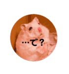 ココとチビ1（個別スタンプ：4）