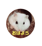 ココとチビ1（個別スタンプ：5）