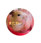 ココとチビ1（個別スタンプ：6）