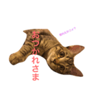 キジトラミーちゃん（個別スタンプ：2）