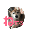 Himanaka（個別スタンプ：8）
