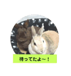 うさぎのち晴れ♪
時々⭐ちんちら③（個別スタンプ：1）