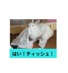 うさぎのち晴れ♪
時々⭐ちんちら③（個別スタンプ：3）