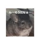 うさぎのち晴れ♪
時々⭐ちんちら③（個別スタンプ：4）