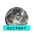 うさぎのち晴れ♪
時々⭐ちんちら③（個別スタンプ：6）