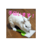 うさぎのち晴れ♪
時々⭐ちんちら③（個別スタンプ：7）