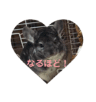 うさぎのち晴れ♪
時々⭐ちんちら③（個別スタンプ：11）
