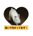 うさぎのち晴れ♪
時々⭐ちんちら③（個別スタンプ：12）