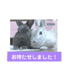 うさぎのち晴れ♪
時々⭐ちんちら③（個別スタンプ：13）