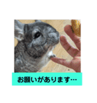うさぎのち晴れ♪
時々⭐ちんちら③（個別スタンプ：14）