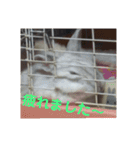 うさぎのち晴れ♪
時々⭐ちんちら③（個別スタンプ：15）