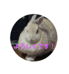 うさぎのち晴れ♪
時々⭐ちんちら③（個別スタンプ：16）