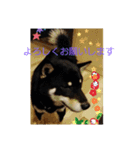 kurosiba kai（個別スタンプ：7）