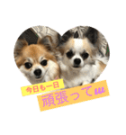 チワワ のみき❤️ゆき仲良し言葉①（個別スタンプ：1）