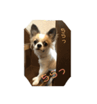 チワワ のみき❤️ゆき仲良し言葉①（個別スタンプ：2）