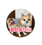 チワワ のみき❤️ゆき仲良し言葉①（個別スタンプ：6）