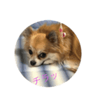 チワワ のみき❤️ゆき仲良し言葉①（個別スタンプ：7）