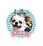 チワワ のみき❤️ゆき仲良し言葉①（個別スタンプ：8）