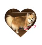 チワワ のみき❤️ゆき仲良し言葉①（個別スタンプ：11）