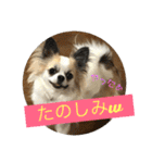チワワ のみき❤️ゆき仲良し言葉①（個別スタンプ：12）