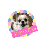 チワワ のみき❤️ゆき仲良し言葉①（個別スタンプ：13）