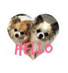 チワワ のみき❤️ゆき仲良し言葉①（個別スタンプ：14）