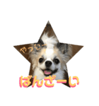 チワワ のみき❤️ゆき仲良し言葉①（個別スタンプ：15）