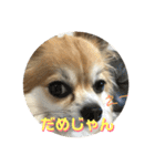 チワワ のみき❤️ゆき仲良し言葉①（個別スタンプ：17）