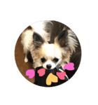 チワワ のみき❤️ゆき仲良し言葉①（個別スタンプ：20）